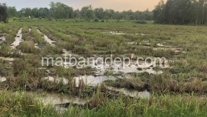 Bán đất vườn Đường 1, Xã An Phú, Huyện Củ Chi. DT: 62m x 100m, diện tích: 6200m2 giá: 9.3 tỷ, 1.5 triệu/m2, 150 triệu/mét ngang