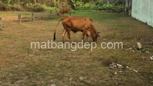 Bán đất vườn Đường 1, Xã Tân Phú Trung, Huyện Củ Chi. DT: 10m x 40m, diện tích: 400m2 giá: 3.6 tỷ, 9 triệu/m2, 360 triệu/mét ngang