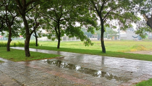 Thửa 1443 Tờ 17 4777 Đất 17/37 146 62 tỷ Tân Phú Trung Củ Chi 50 đến 100