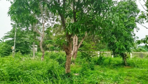 A Ba Chả (thửa 112 tờ 42) 1000 đất 22 44 7.5 tỷ Hưng Long Bình Chánh 6 đến 10