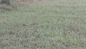 Thửa 1145 Tờ 16 Đường số 88 100 Đất 5 20 0.72tỷ Tân Phú Trung Củ Chi nhỏ 3
