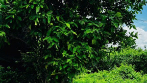 Thửa 1399 Tờ 12 88 Đất 6 15 1.3 tỷ Tân Phu Trung Củ Chi Nhỏ 3