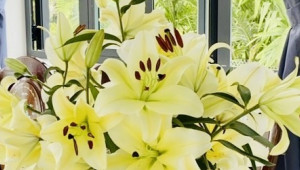 42/10A ấp Trung Đông 204 C4 10.5 20.2 9.9 tỷ Thới Tam Thôn Hóc Môn 6 đến 10 tỷ