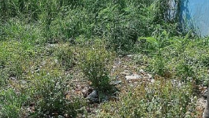 Bán nhà Thửa 621 Tờ số 30 Đào sư Tích, Nhà Bè. DT: 7.7m x 10.5m, diện tích: 80m2 giá: 3.1 tỷ