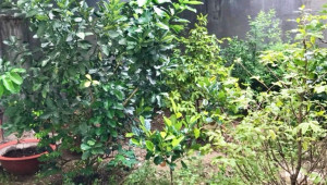 Bán nhà 8 đường số 14, Thủ Đức. DT: 7.0m x 25.7m, diện tích: 131m2 giá: 14.0 tỷ