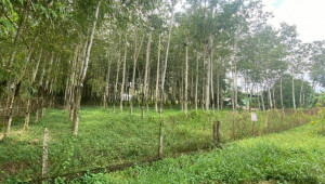 Bán nhà 491 cây gõ, Củ Chi. DT: 60.0m x 80.0m, diện tích: 4000m2 giá: 13.0 tỷ