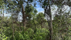 Bán nhà Thửa 41,92 Tờ 20 An Nhơn Tây, Củ Chi. DT: 60.0m x 0.0m, diện tích: 12298m2 giá: 37.0 tỷ