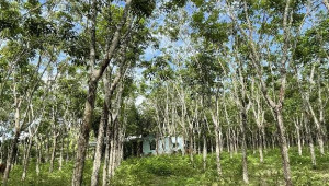 Bán nhà Thửa 615, 616, 617 tờ 17 an nhơn tây, Củ Chi. DT: 61.0m x 205.0m, diện tích: 12554m2 giá: 29.0 tỷ