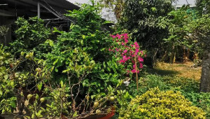 Bán nhà Thửa 302 tờ bản đồ 13 Nguyễn Văn Bứa, Hóc Môn. DT: 6.0m x 27.0m, diện tích: 163m2 giá: 4.8 tỷ