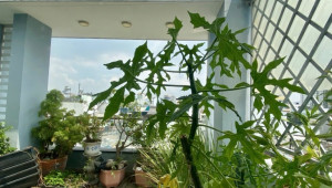 Bán nhà 79/22 Bờ Bao Tân Thắng, Tân Phú. DT: 4.3m x 16.0m, diện tích: 70m2 giá: 6.5 tỷ