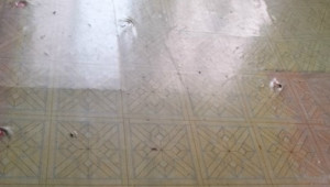 Bán nhà 257/20A Thoại Ngọc Hầu, Tân Phú. DT: 3.5m x 4.5m, diện tích: 16m2 giá: 2.5 tỷ
