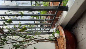 Bán nhà 110 Hồ Bá Kiện, Quận 10. DT: 3.0m x 15.0m, diện tích: 0m2 giá: 20.5 tỷ