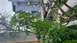 Bán nhà 25/33/19 Bùi Quang Là, Gò Vấp. DT: 4.0m x 20.0m, diện tích: 72m2 giá: 6.8 tỷ