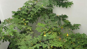 Bán nhà 405/28/44 Nguyễn Oanh, Gò Vấp. DT: 4.0m x 14.0m, diện tích: 0m2 giá: 6.5 tỷ